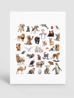 Gerçek Hayvan Fotoğrafları Tasarımlı A4 Kağıt 34'lü Çocuk Sticker Seti