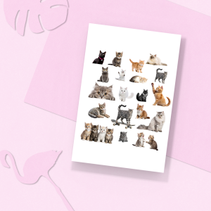 Gerçek Kedi Fotoğrafları Tasarımlı A4 Kağıt 20'li Çocuk Sticker Seti