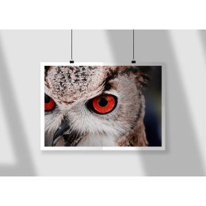 Baykuşun Gözleri Tasarımlı A3 Poster