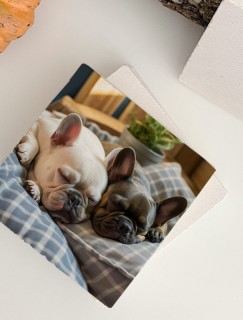 Uyuyan Buldog Köpekler Tasarımlı 4lü Doğal Taş Bardak Altlığı